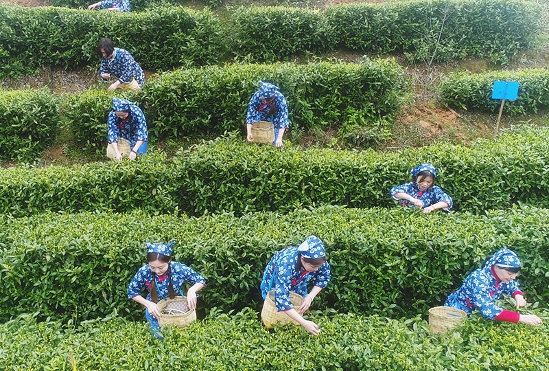 鹤壁好喝的绿茶厂家